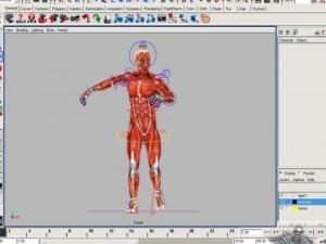rigged - human male anatomy 3D Model