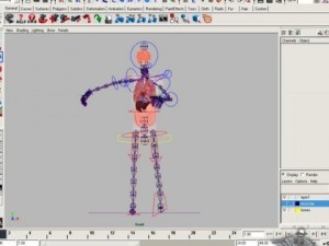 rigged - human male anatomy 3D Model