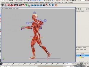 rigged - human male anatomy 3D Model