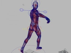 rigged - human male anatomy 3D Model
