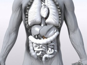 rigged - human male anatomy 3D Model