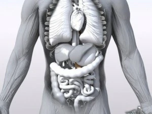 rigged - human male anatomy 3D Model
