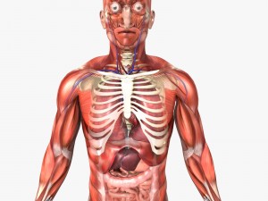 rigged - human male anatomy 3D Model