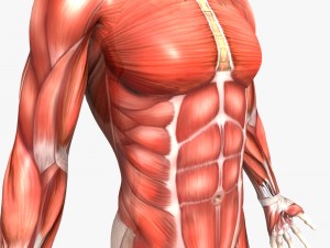 rigged - human male anatomy 3D Model