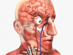 rigged - human male anatomy 3D Model