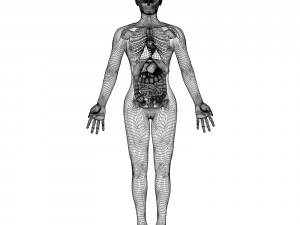 rigged - human male anatomy 3D Model