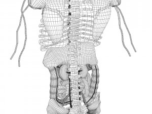 rigged - human male anatomy 3D Model