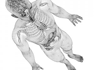rigged - human male anatomy 3D Model