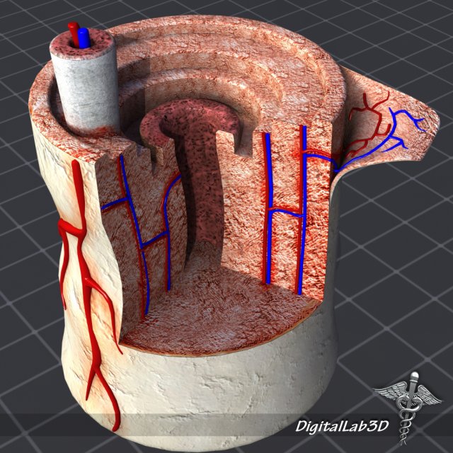 bone anatomy 3D Model .c4d .max .obj .3ds .fbx .stl .blend 