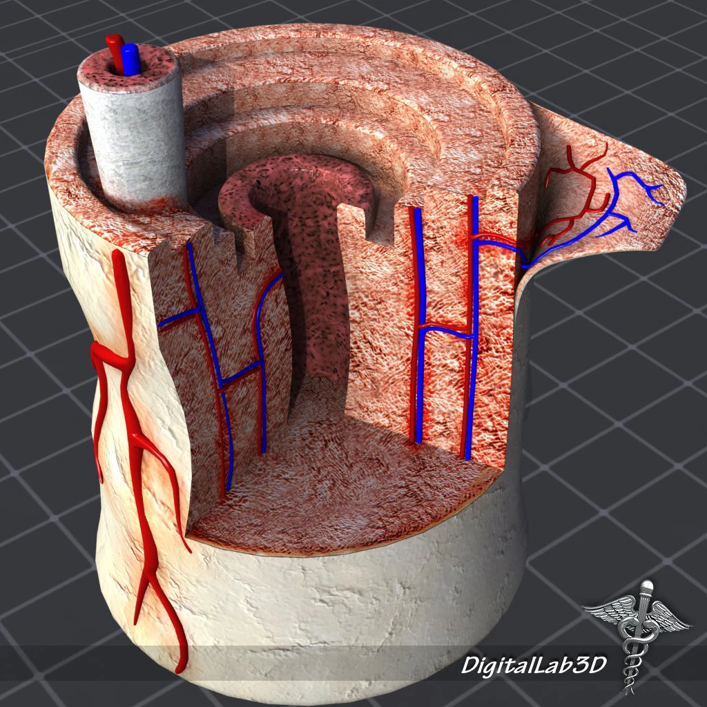 bone anatomy 3D Model .c4d .max .obj .3ds .fbx .stl .blend