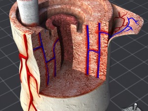 bone anatomy 3D Model