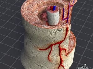 bone anatomy 3D Model