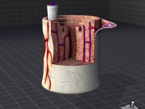 bone anatomy 3D Model