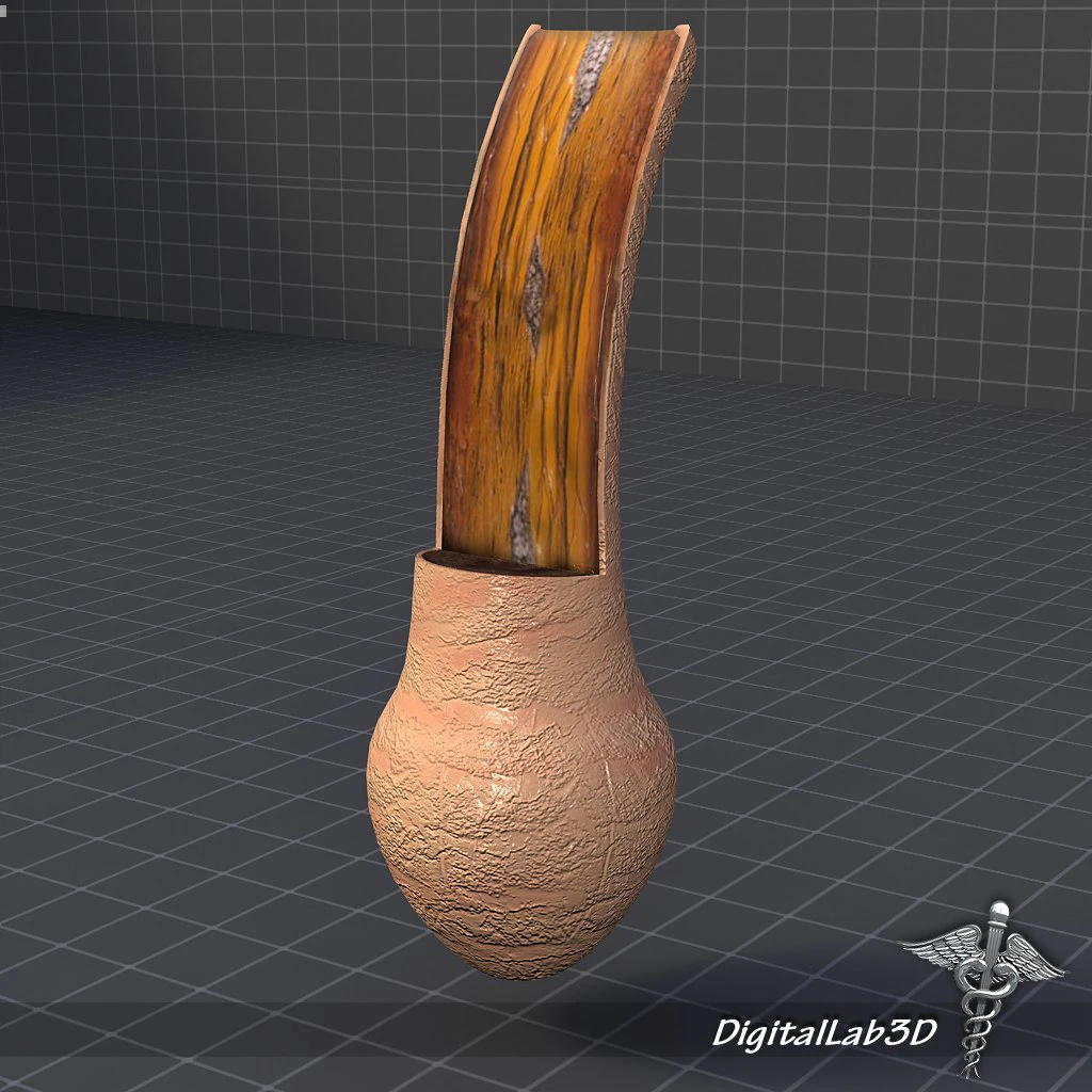 hair anatomy 3D Model .c4d .max .obj .3ds .fbx .stl .blend 
