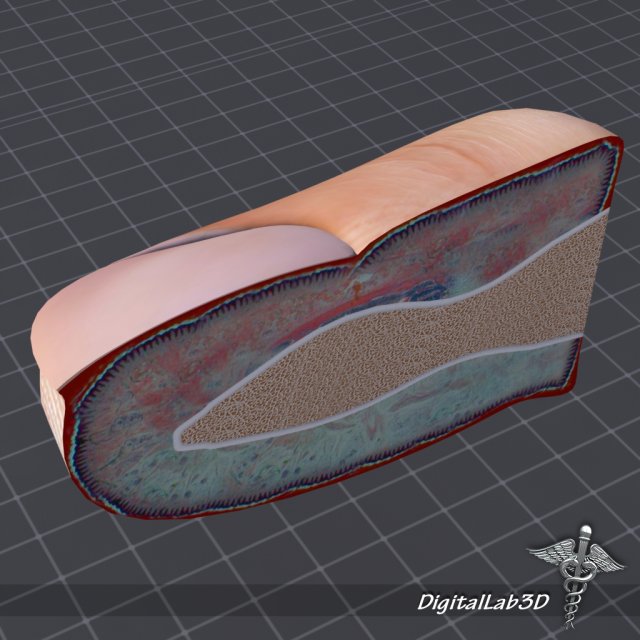 finger anatomy 3D-Modell .c4d .max .obj .3ds .fbx .stl .blend 