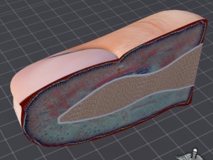 finger anatomy 3D Model