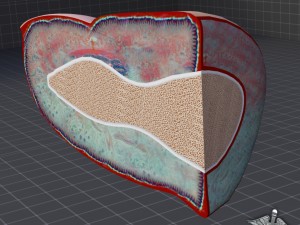 finger anatomy 3D-Modell