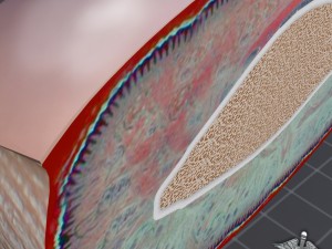 finger anatomy 3D-Modell