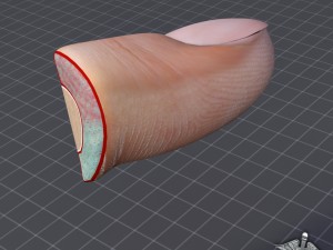 finger anatomy 3D-Modell
