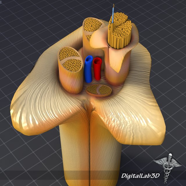 nerve anatomy 3D 모델 .c4d .max .obj .3ds .fbx .stl .blend 