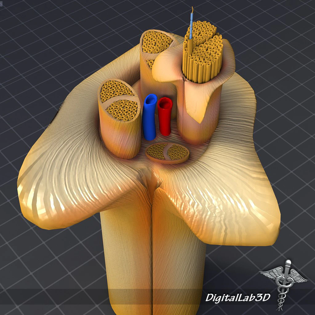 anatom&iacute;a nerviosa Modelo 3D .c4d .max .obj .3ds .fbx .stl .blend 