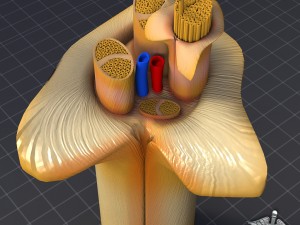 nerve anatomy 3D Model