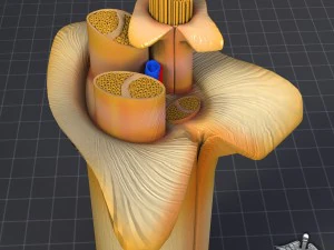 anatom&iacute;a nerviosa Modelo 3D