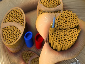 nerve anatomy 3D 모델