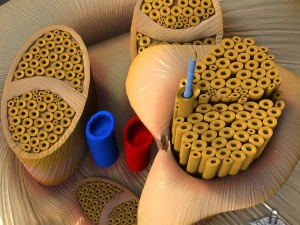 anatom&iacute;a nerviosa Modelo 3D