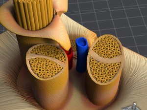 anatom&iacute;a nerviosa Modelo 3D