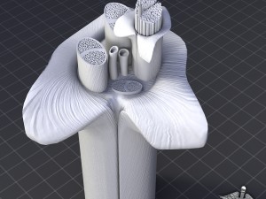 nerve anatomy 3D 모델