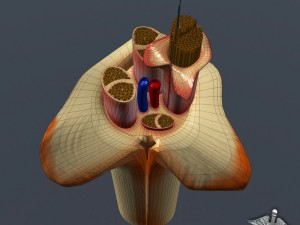 nerve anatomy 3D 모델