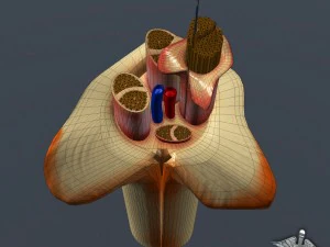 anatom&iacute;a nerviosa Modelo 3D