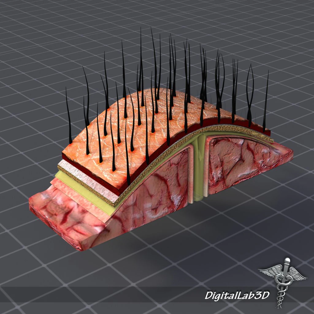 human scalp anatomy 3D Model .c4d .max .obj .3ds .fbx .stl .blend