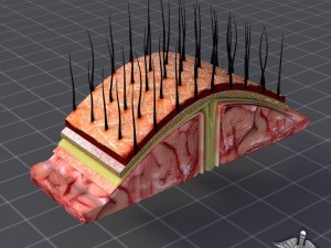human scalp anatomy 3D Model
