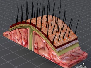 human scalp anatomy 3D Model