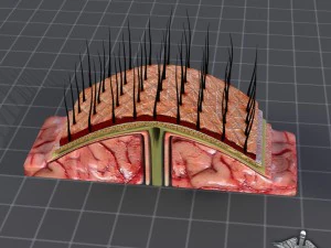 human scalp anatomy 3D Model