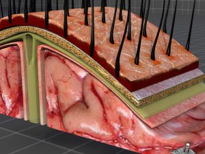 human scalp anatomy 3D Model