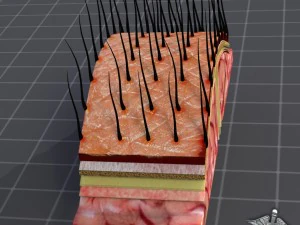 human scalp anatomy 3D Model