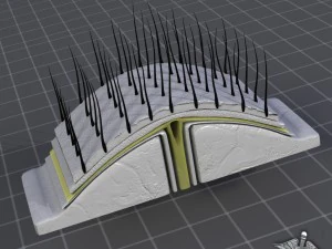 human scalp anatomy 3D Model