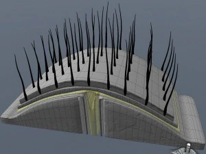 human scalp anatomy 3D Model