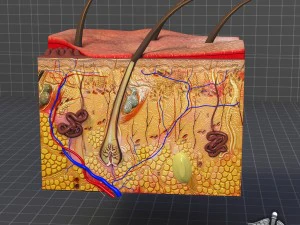 anatomia della pelle Modello 3D