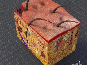 anatomia della pelle Modello 3D