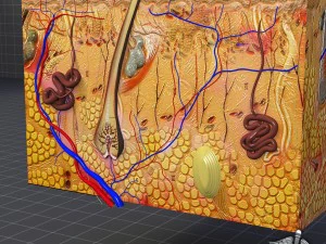 anatomia della pelle Modello 3D