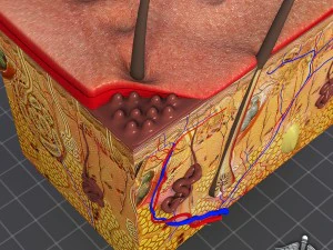 anatomia della pelle Modello 3D
