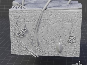 skin anatomy Model 3D