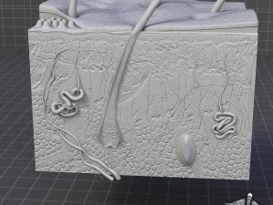anatomia della pelle Modello 3D