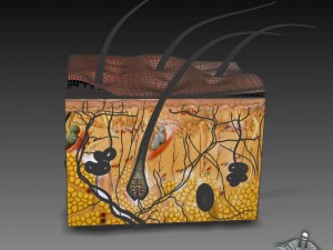 skin anatomy Model 3D