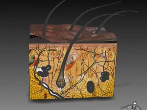 anatomia della pelle Modello 3D