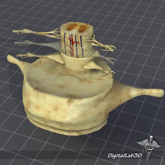 spinal cord anatomy 3D Model .c4d .max .obj .3ds .fbx .stl .blend 